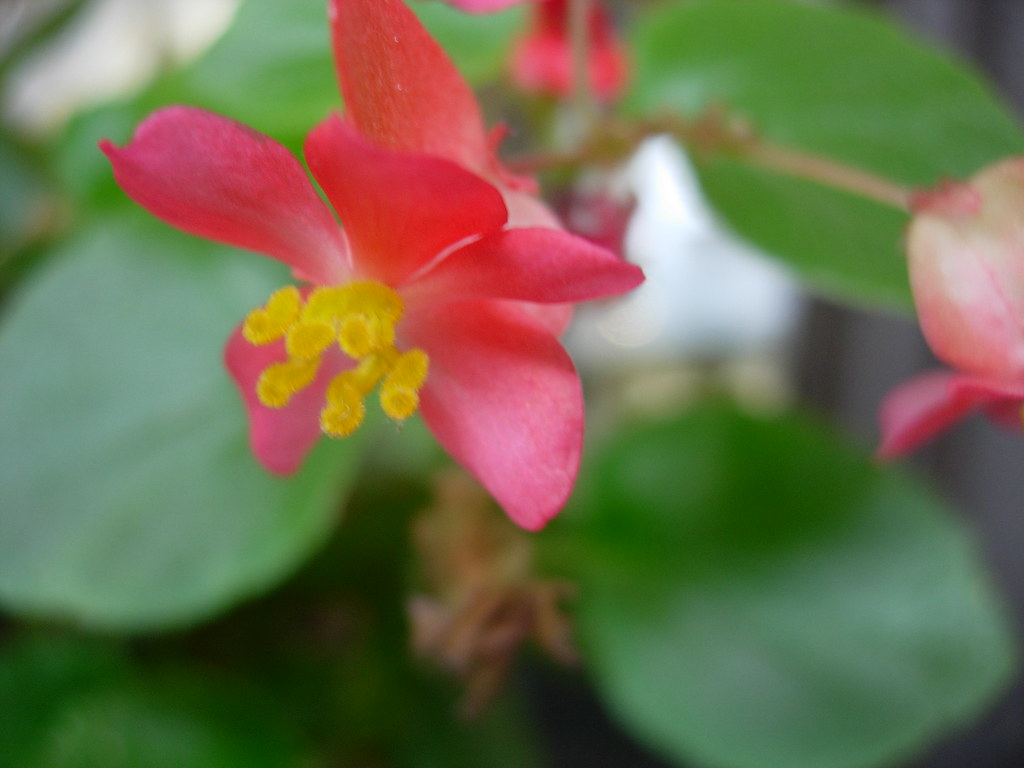 Fiore delicato con petali sul rosa e pistilli gialli