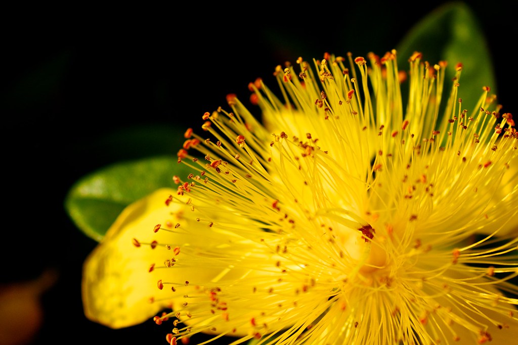 Fiore giallo molto particolare con specie di aculei