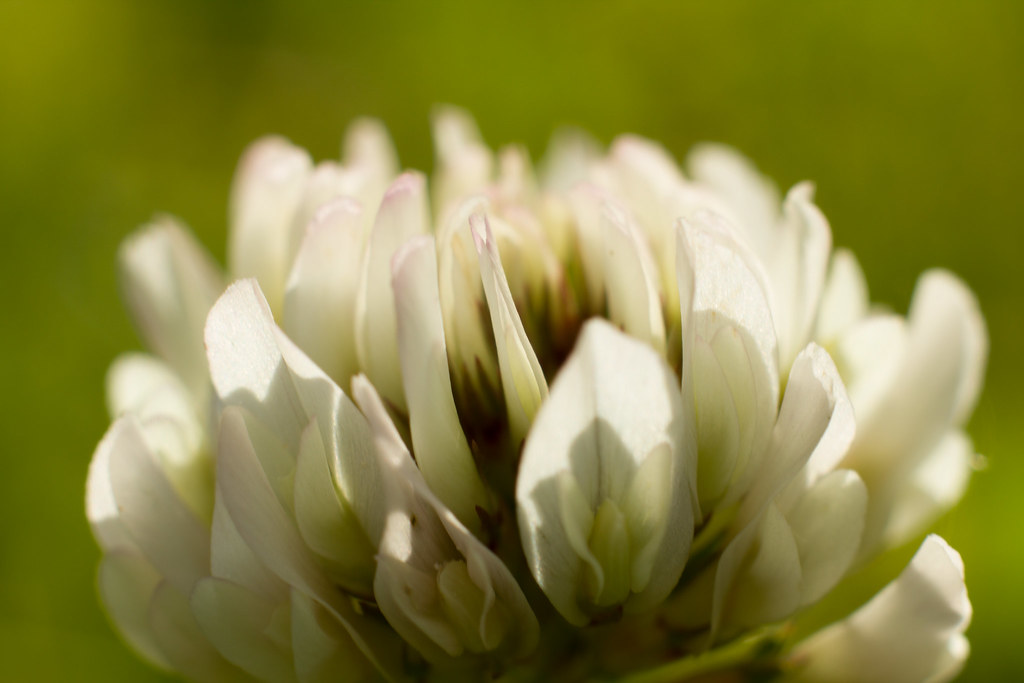 Fiore stravagante con moltissimi petali bianchi