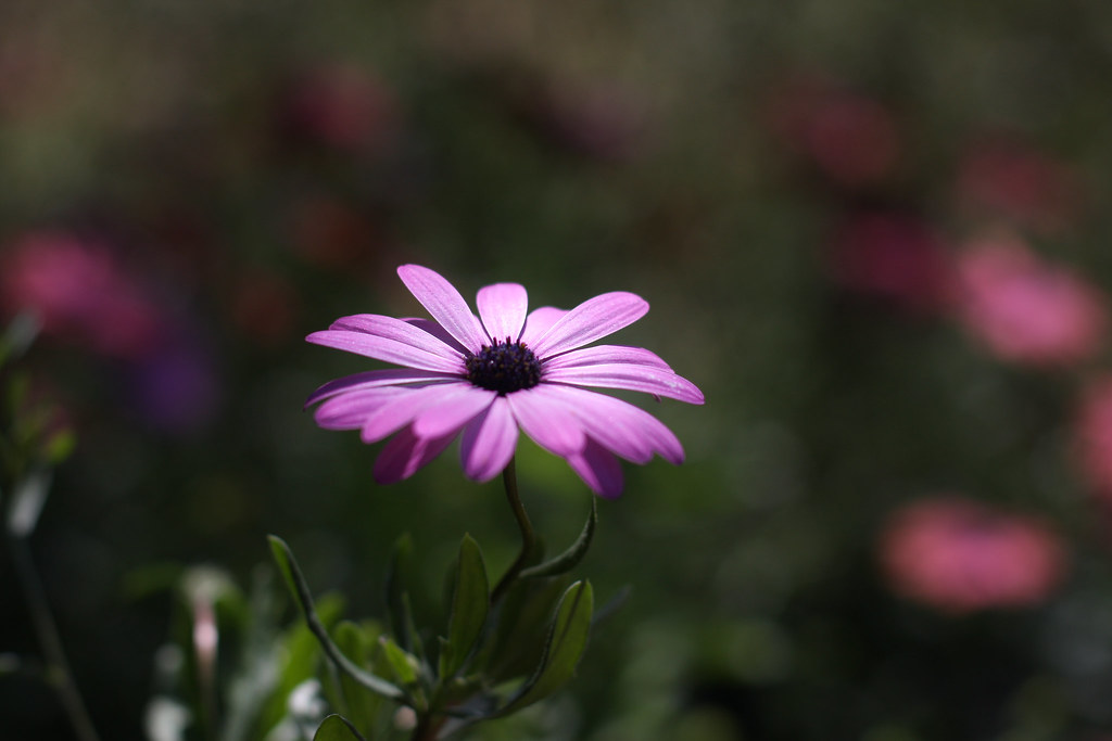 Fiore violaceo di profilo