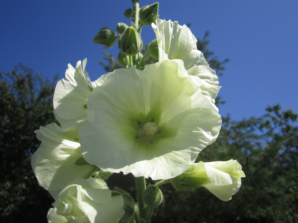 Fiori bianchi che sembrano altoparlanti