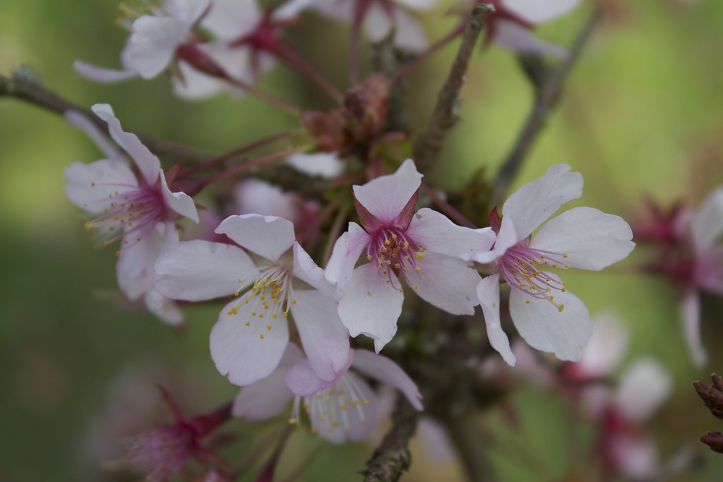 Fiori bianchi che spuntano fuori da rametti