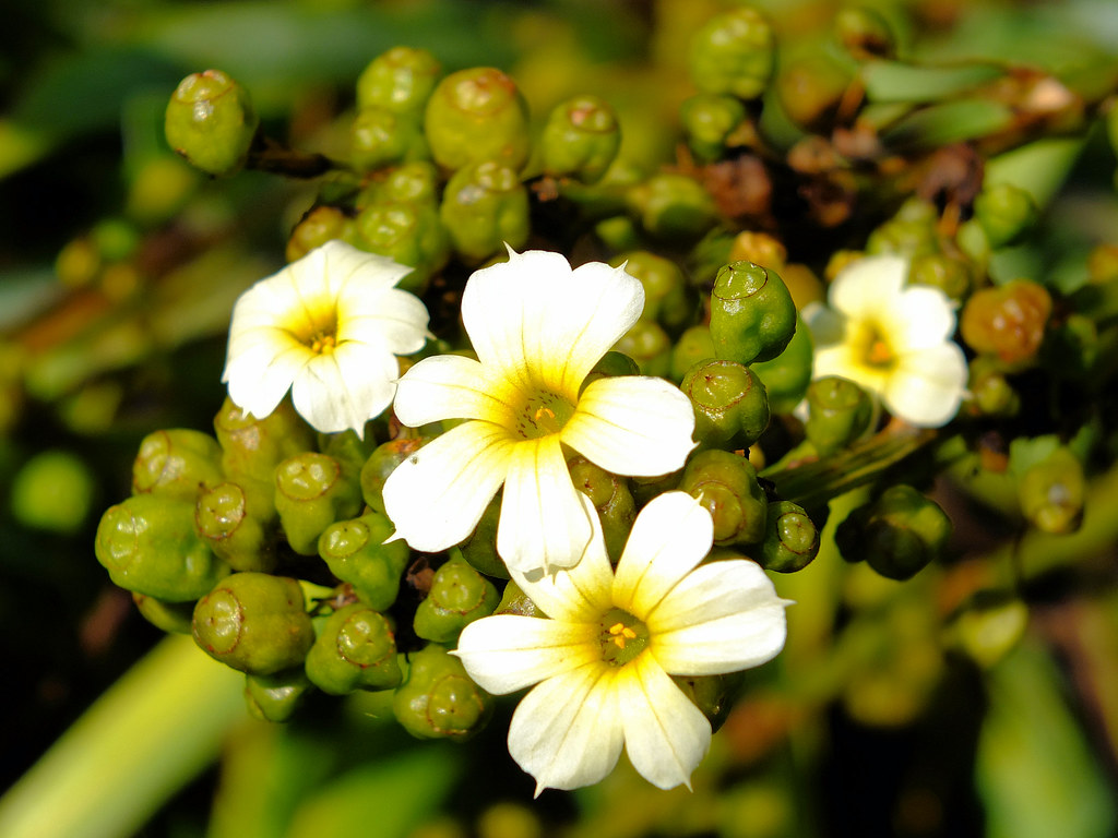 Fiori bianchi con del giallo al centro