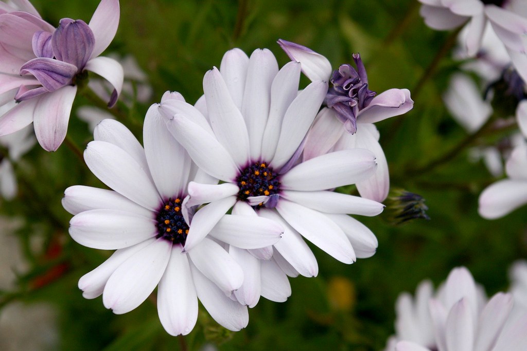 Fiori bianchi molto belli e delicati