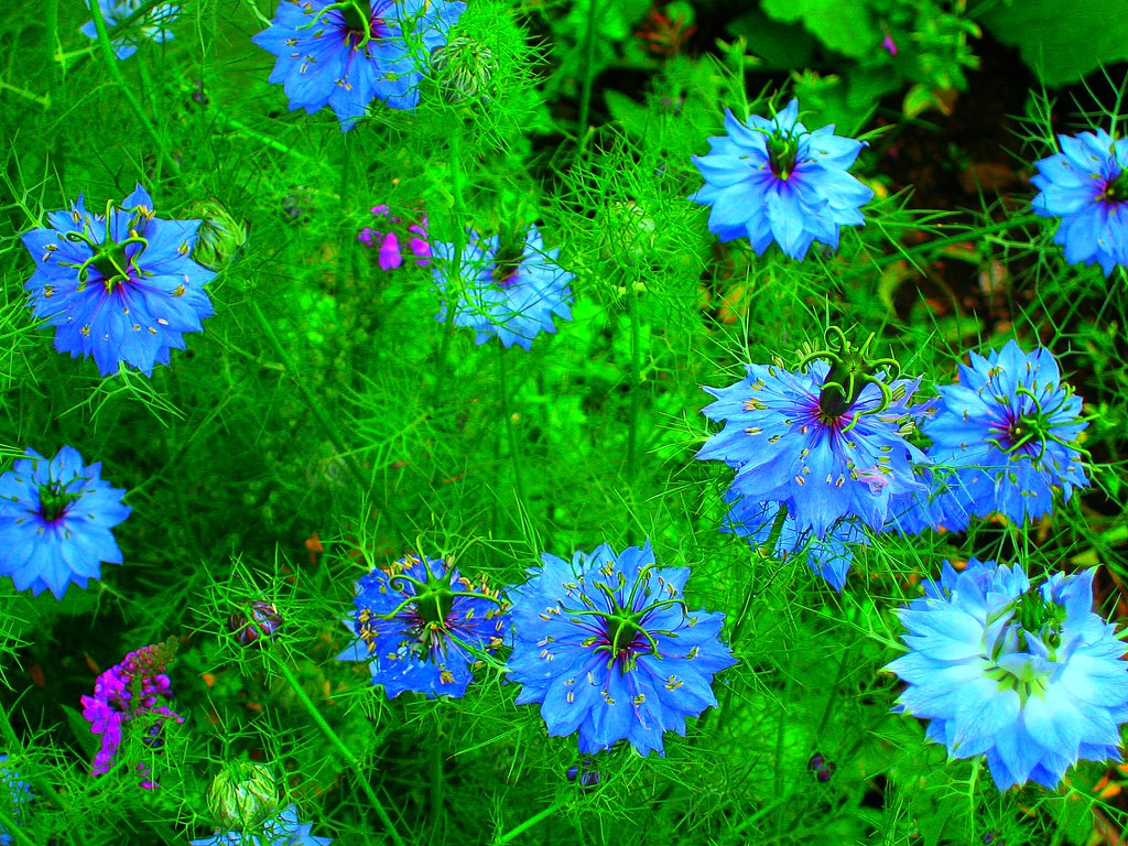 Fiori celesti che rendono il prato verde meraviglioso