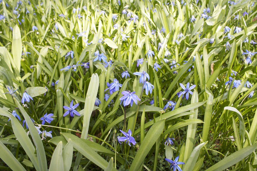 Fiori celestini nascosti da erba alta