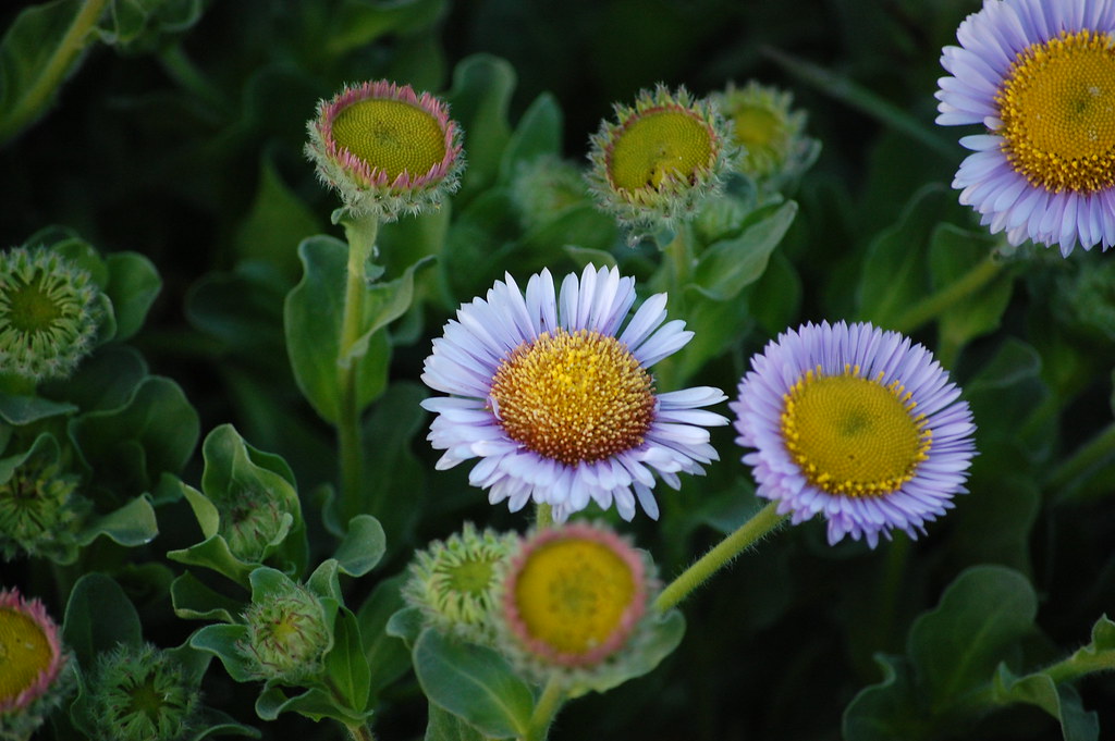 Fiori che ricordano le margherite