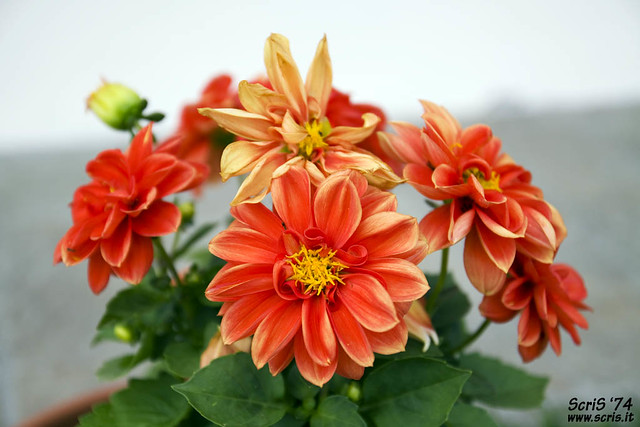 Fiori con meravigliosi petali arancioni che appaiono carnosi