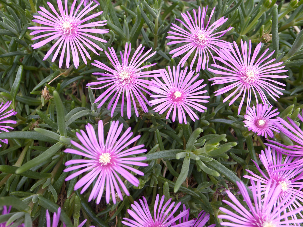 Fiori con petali molto lunghi come girandole