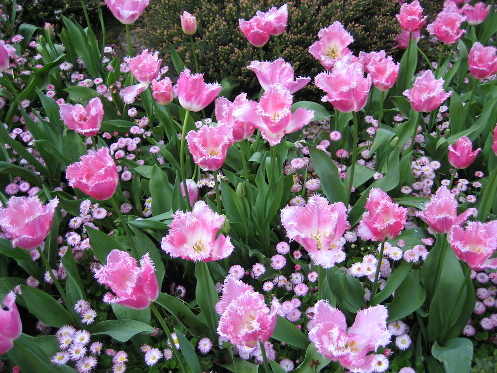 Fiori di colore rosa con sfumature bianche