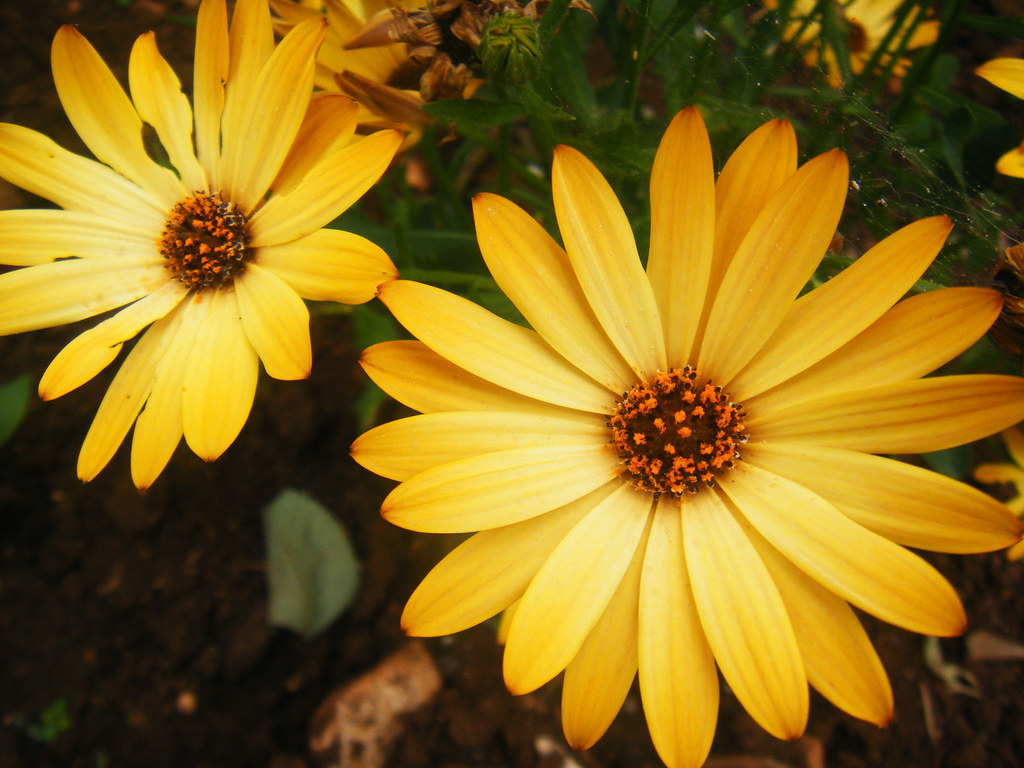 Fiori gialli che sanno di antico