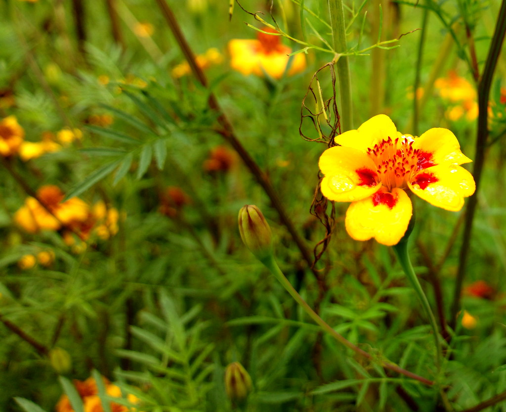 Fiori gialli con macchie rosse nel verde