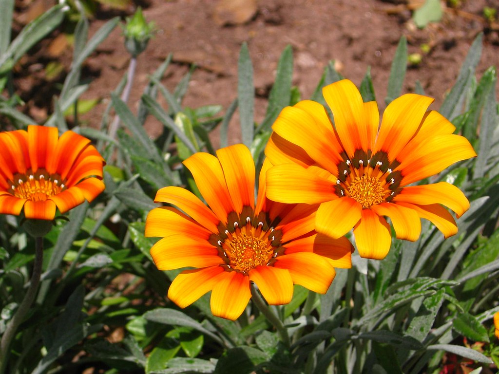 Fiori gialli con molte venature arancioni