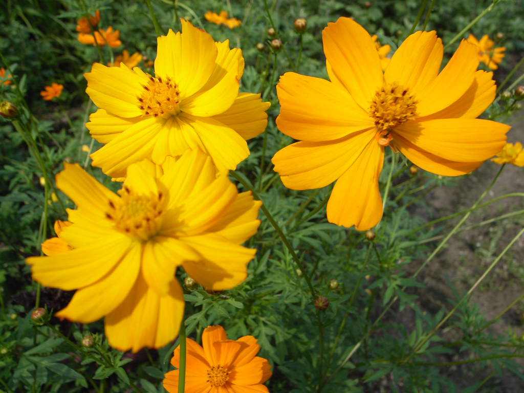 Fiori gialli con petali arricciati in alto