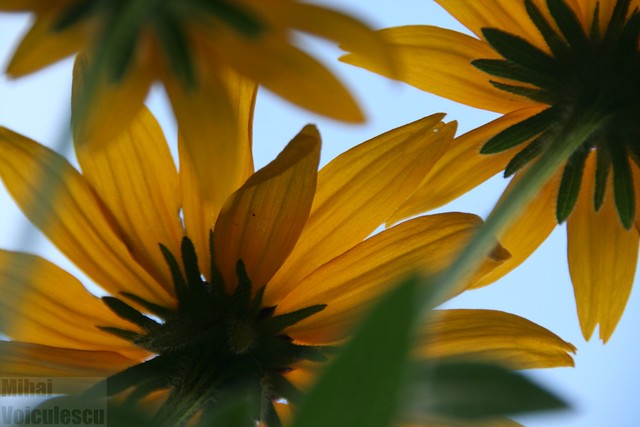 Fiori gialli visti dal basso