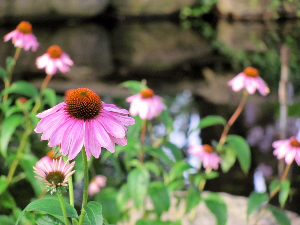 Fiori rosa comuni nel prato