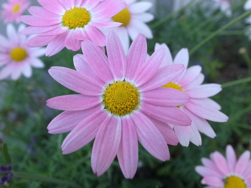 Fiori Bianchi Con Centro Giallo