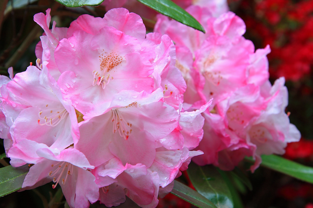 Fiori rosa e bianchi bellissmi che sembrano gelato o crema