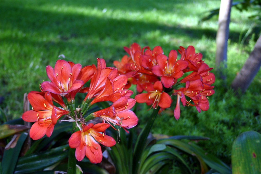 Fiori rossi ravvicinati nel parco