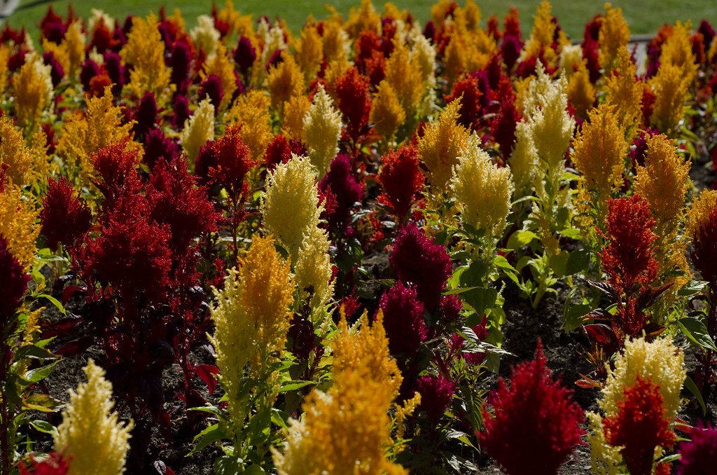 Fiori stranissimi di vari colori