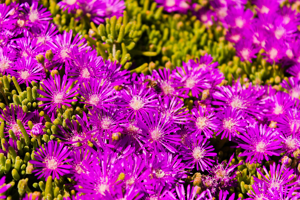 Fiori viola ammassati nel bel prato