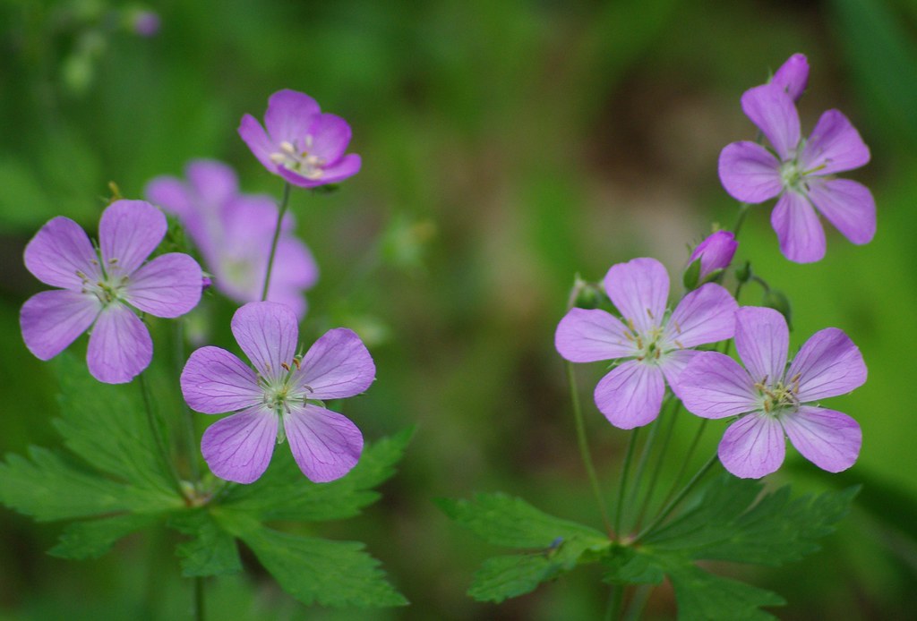 Fiori viola con cinque petali disposti a stella