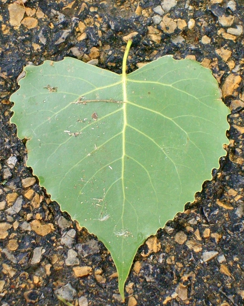 Foglia sul terreno a forma di cuore