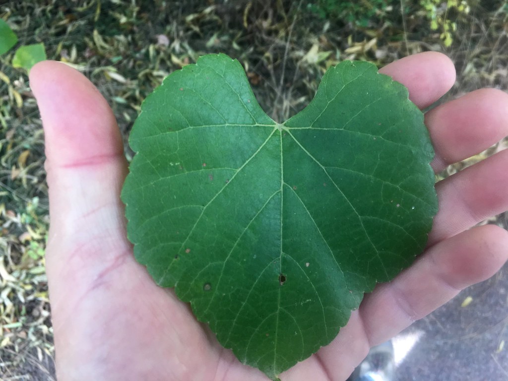 Foglia verde a forma di cuore in mano