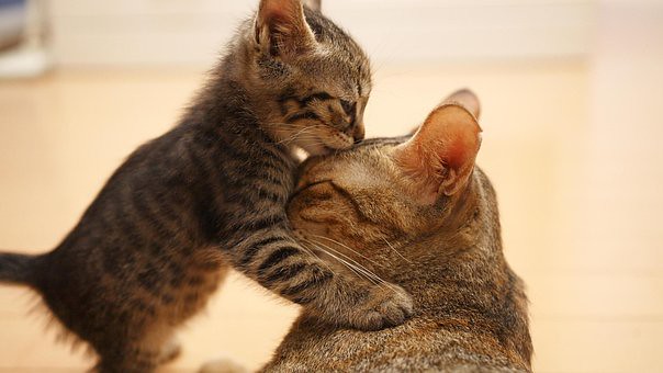 Gattino che gioca con mamma gatta in una scena dolcissima