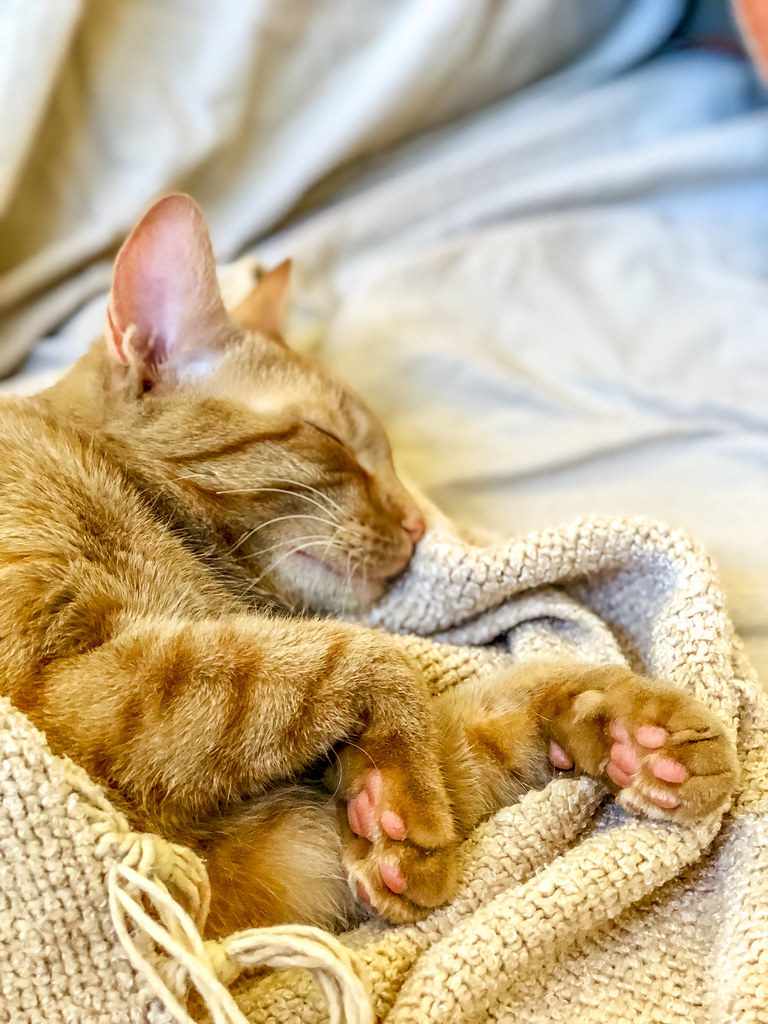 Gattino marroncino che dorme indisturbato sul letto