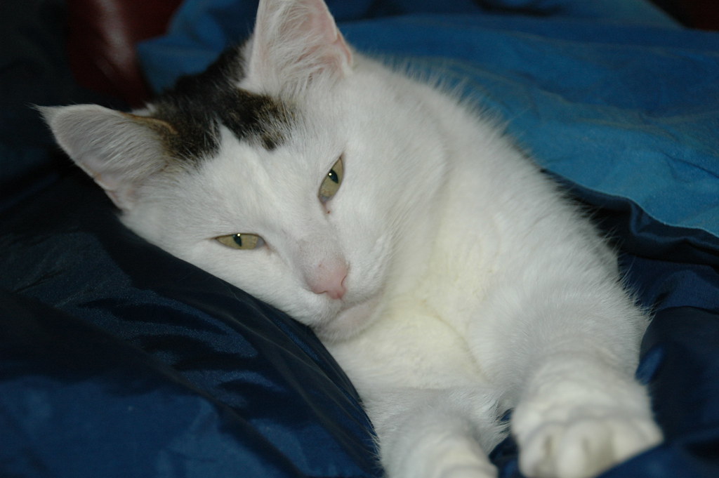 Gatto bianco macchiato triste sul letto blu