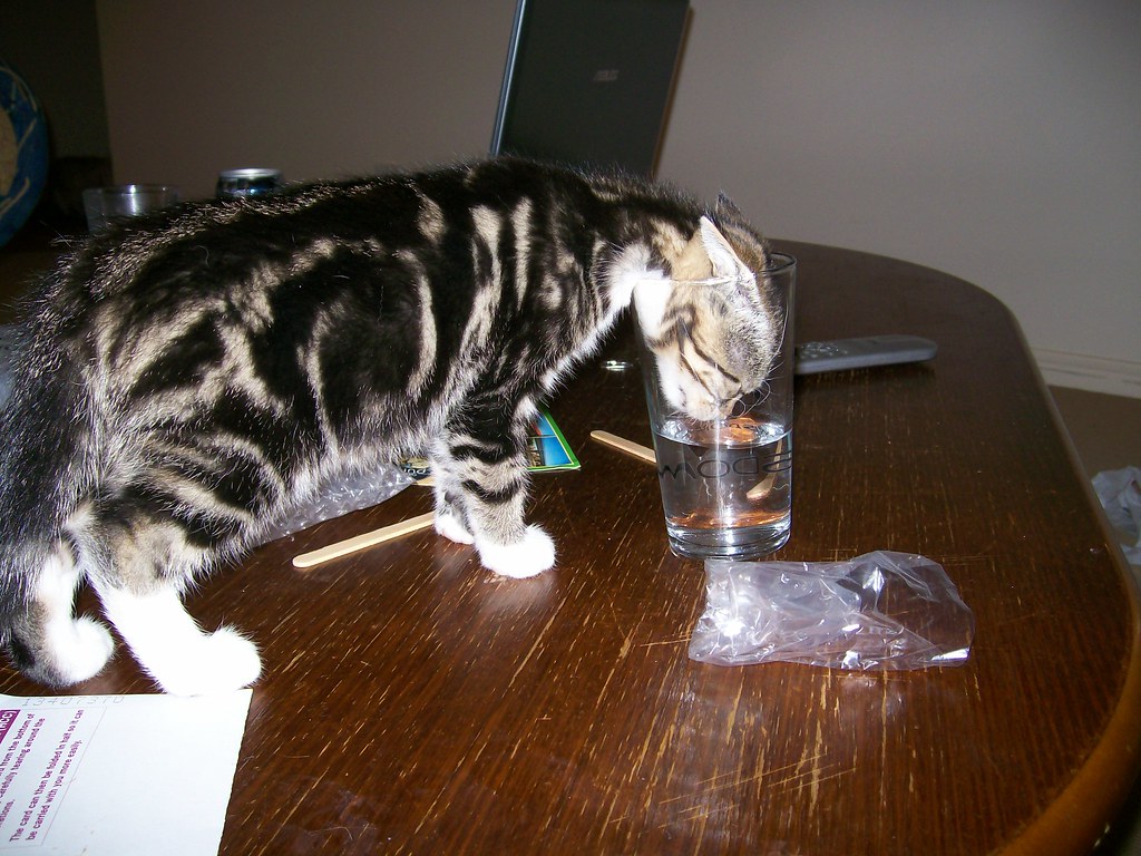 Gatto con testa incastrata in un bicchiere
