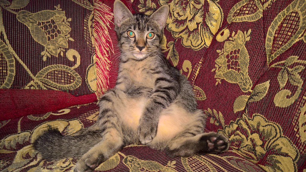 Gatto meravigliato su bel divano