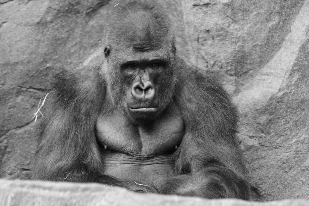 Gorilla malinconico in bianco e nero
