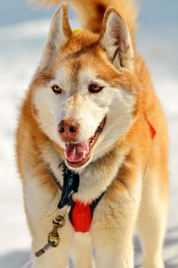 Il mite e dolce cane siberian husky