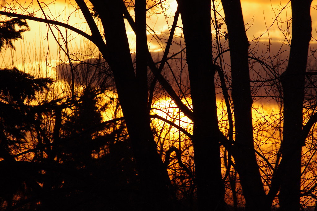 Il tramonto al di là dei tronchi degli alberi