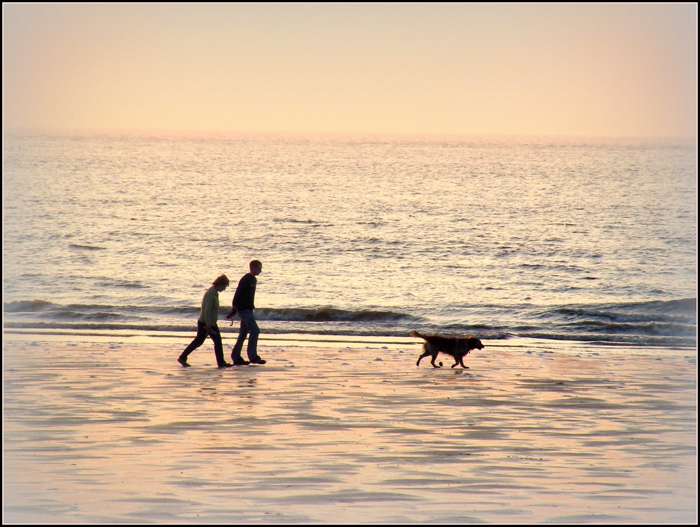 Insieme al mare con cane e sabbia meravigliosa