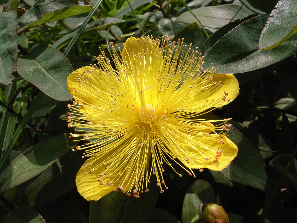 Insolito fiore giallo che sembra avere lunghi baffi