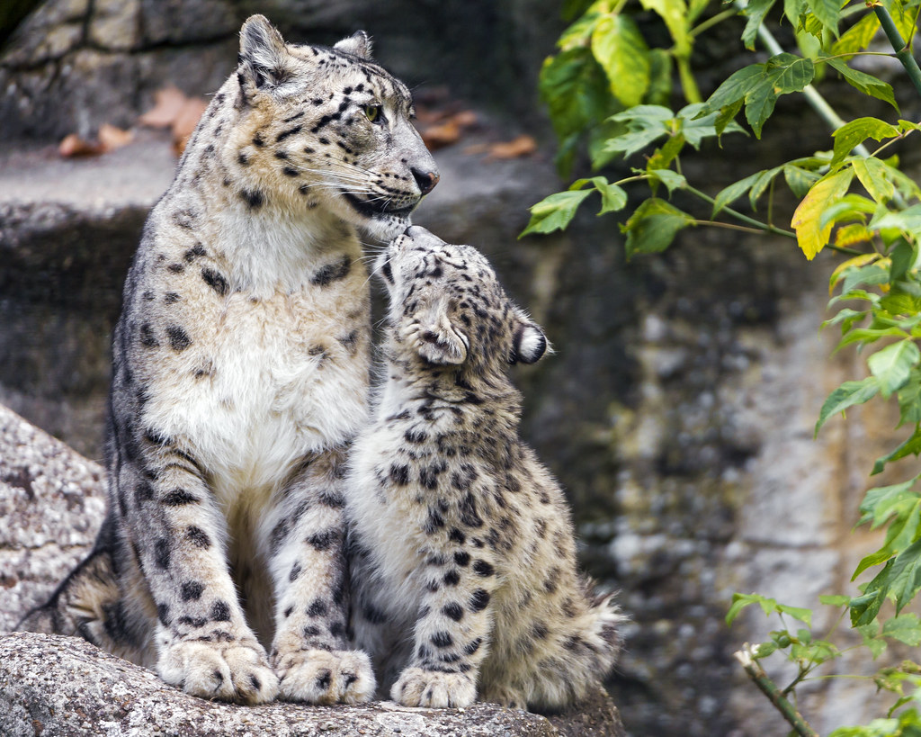 Leopardi delle nevi che si scambiano effusioni in zoo della Svizzera