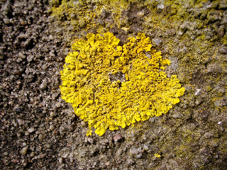 Licheni gialli disposti a formare un cuore in modo naturale