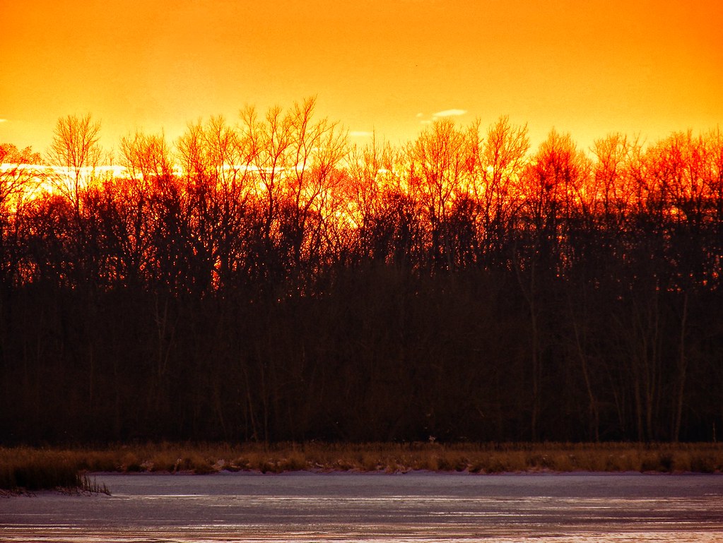 Luce arancione del tramonto dietro vegetazione