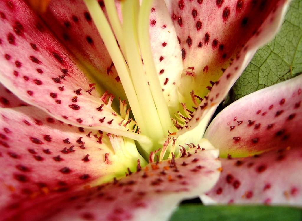 Macro di fiore con tantissime macchie rosse