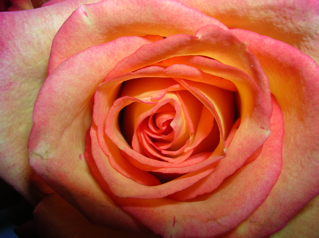 Macro di rosa arancione con tante venature gialle e rosa