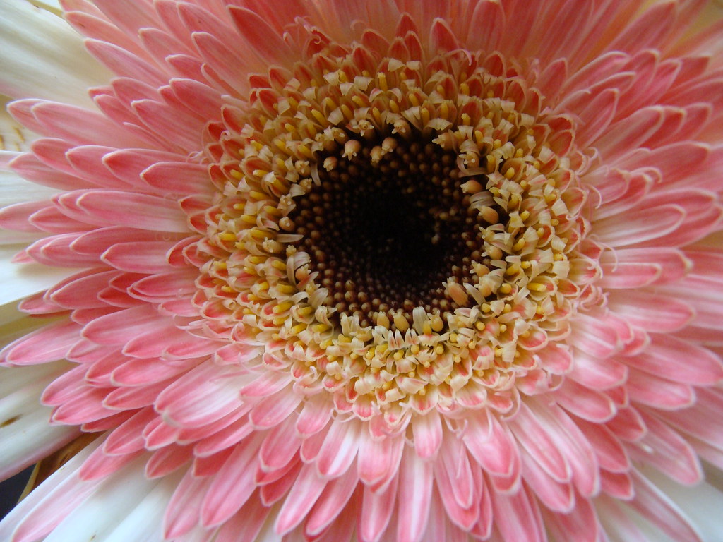 Macro fiore con petali rosa e bianchi e grossa parte centrale