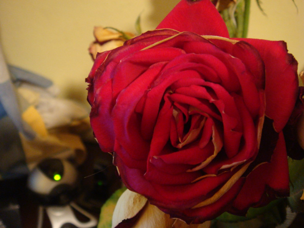 Meravigliosa rosa rossa per un regalo sicuramente apprezzato