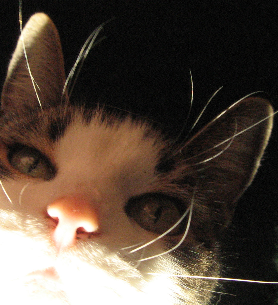 Micetto molto tenero con sguardo attento