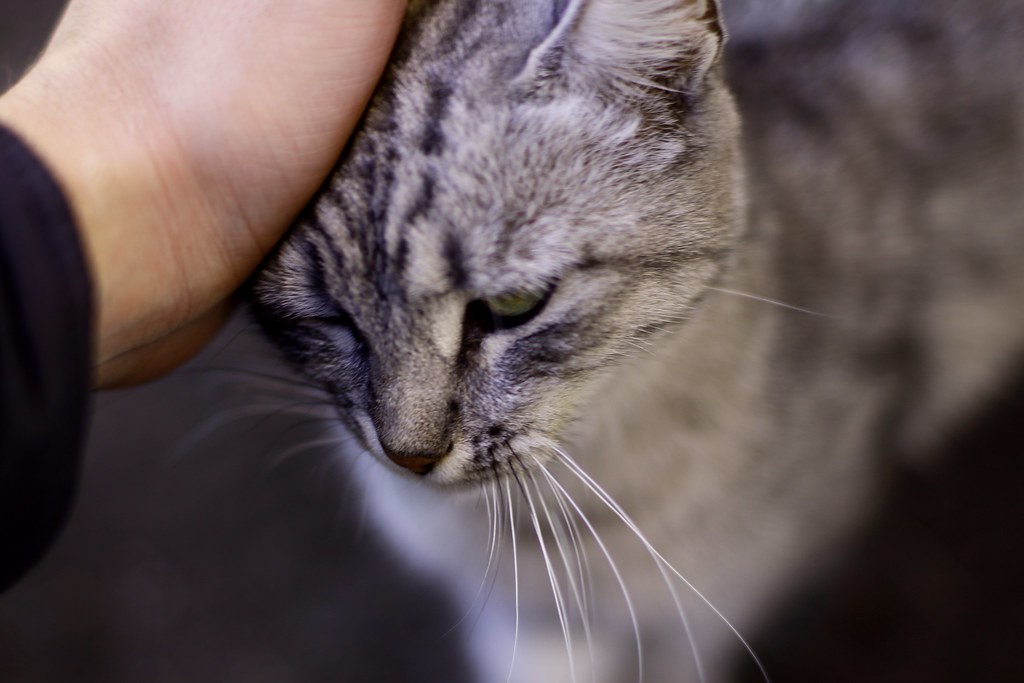 Micio dolce e triste che si merita una bella carezza