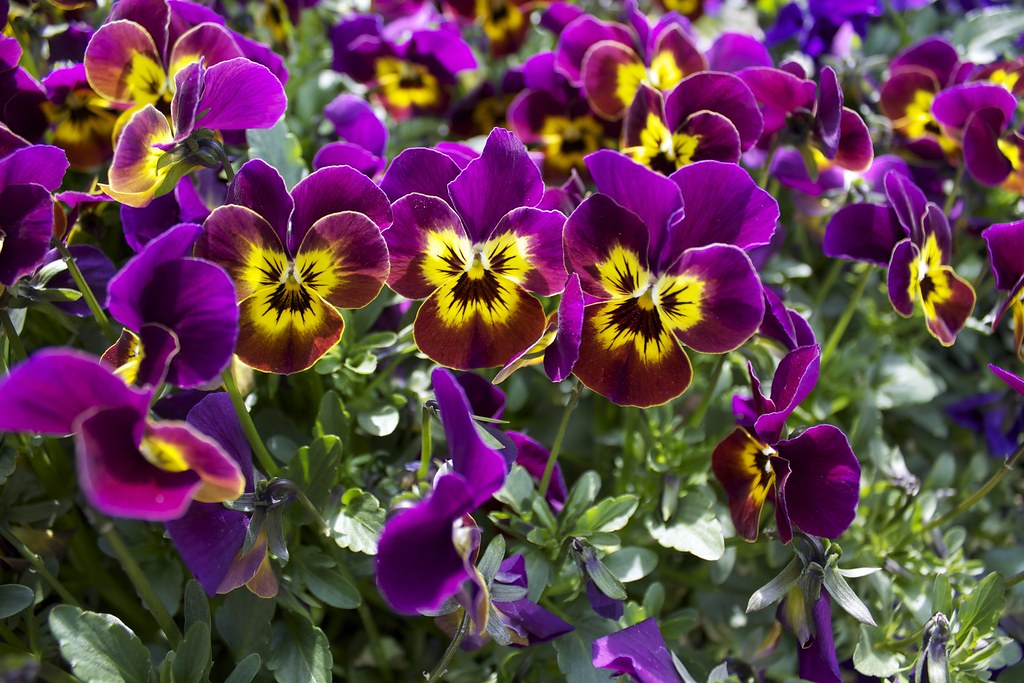 Molti fiori viola con parte centrale gialla ravvicinati