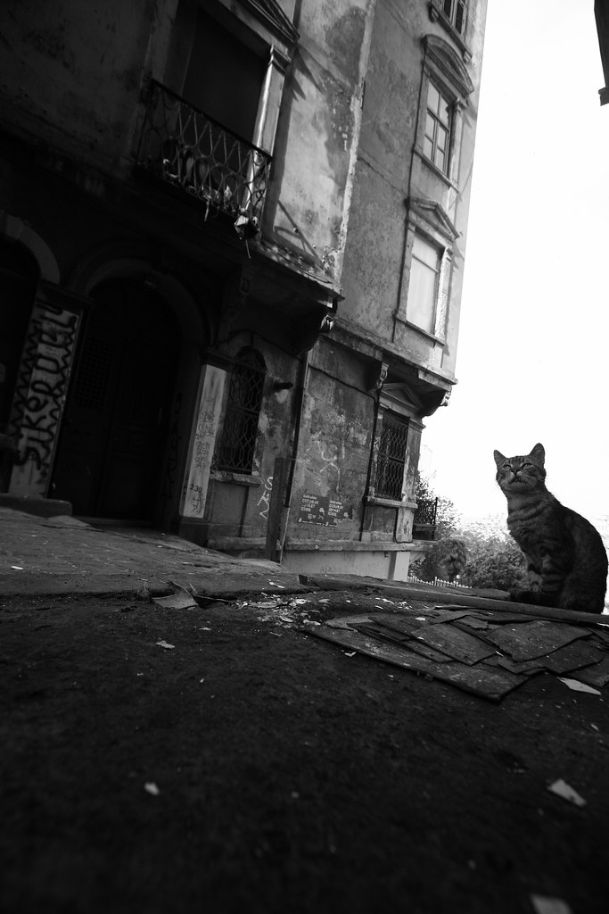 Paesaggio urbano desolato con gattino su strada