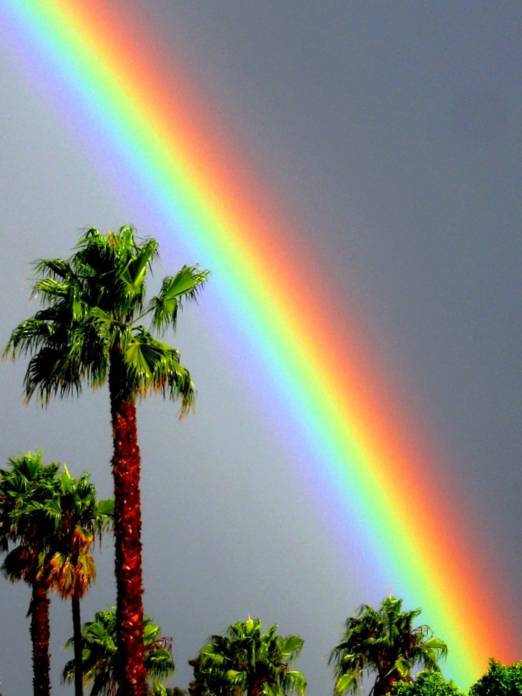 Parte di arcobaleno in diagonale sopra le belle palme